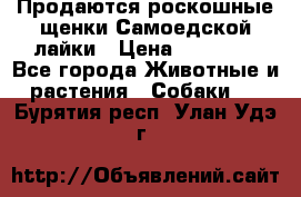 Продаются роскошные щенки Самоедской лайки › Цена ­ 40 000 - Все города Животные и растения » Собаки   . Бурятия респ.,Улан-Удэ г.